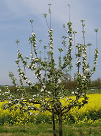 Frauenstein