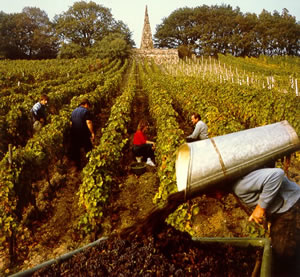 Weinlese